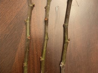 Brown Turkey Fig Cuttings