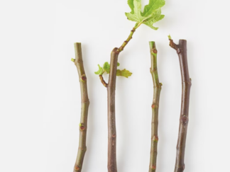 Black Madeira Fig Cuttings